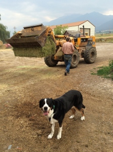 Juli makes sure that the farm operations are running smoothly. 